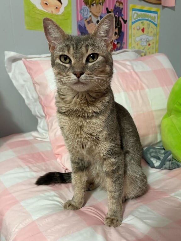 Posie Image