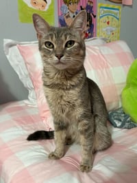 Posie - Photo 1