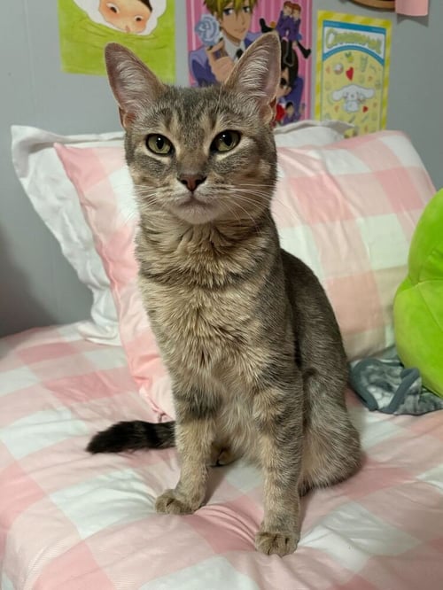 POSIE - Domestic Short Hair for adoption in Edison