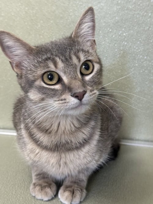 POSIE - Domestic Short Hair available for adoption