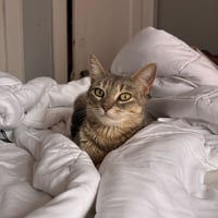 Posie - Photo 3