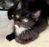 Bert (Bonded to Ernie) - Photo 1