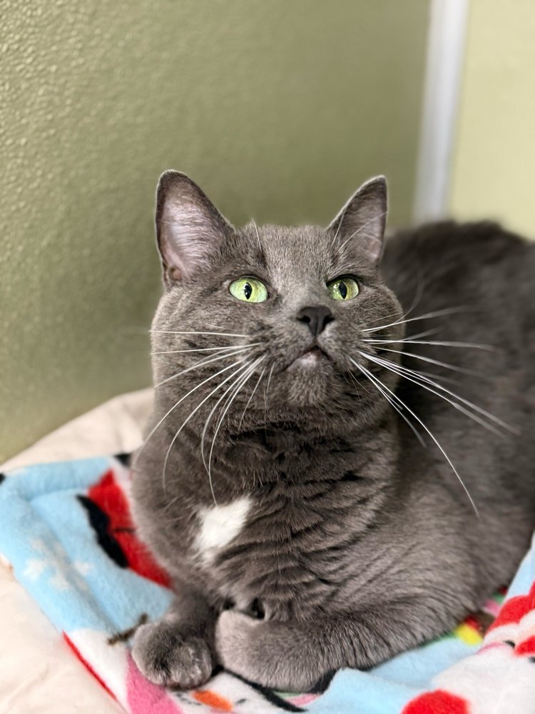 CHARLOTTE - Domestic Short Hair available for adoption