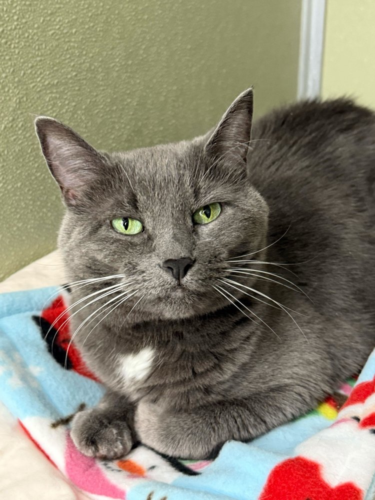 CHARLOTTE - Domestic Short Hair available for adoption