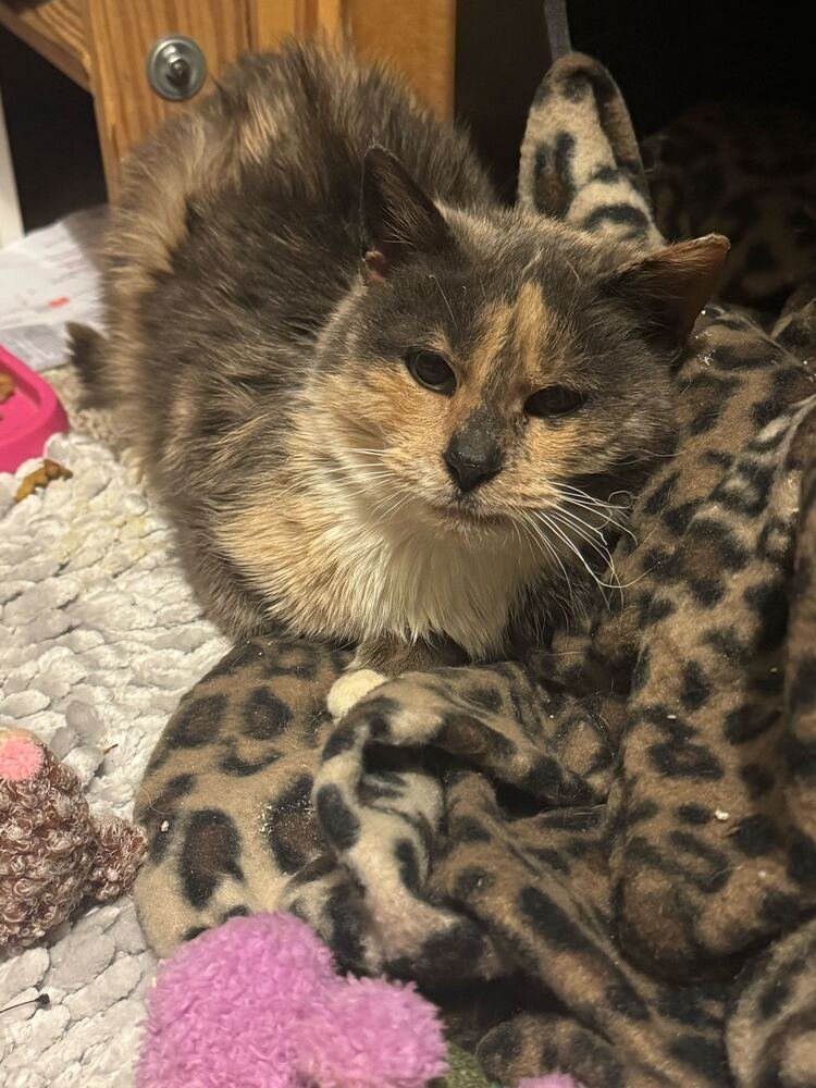 MABEL - Domestic Short Hair available for adoption