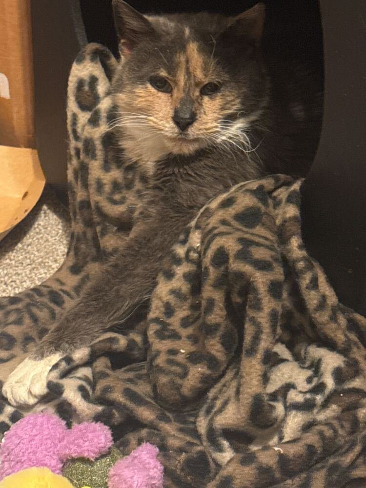 MABEL - Domestic Short Hair available for adoption