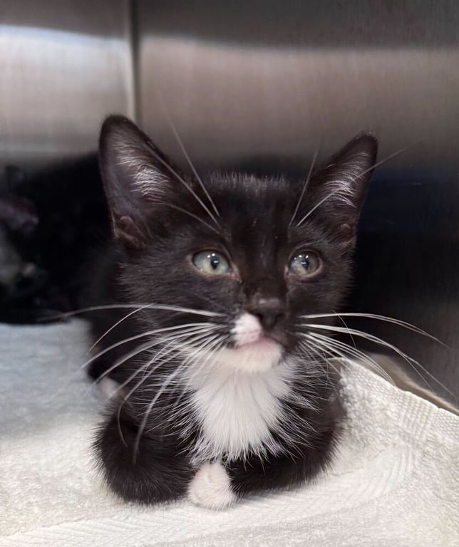 Ernie (Bonded to Bert) Image
