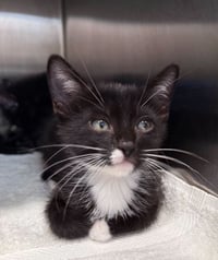 Ernie (Bonded to Bert) - Photo 1