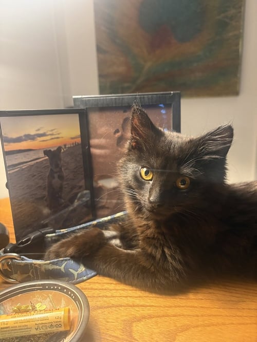 ROCKY - Domestic Medium Hair for adoption in Edison