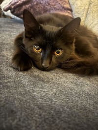 Rocky - Photo 3