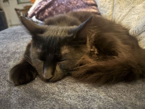 ROCKY - Domestic Medium Hair available for adoption