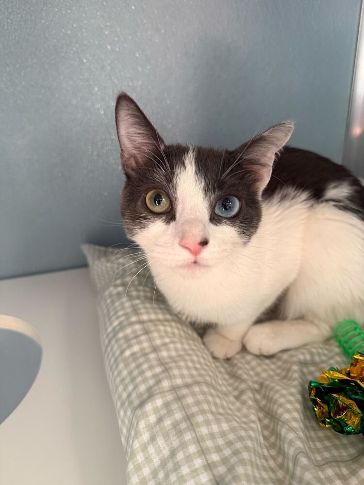 HONEY - Domestic Short Hair available for adoption