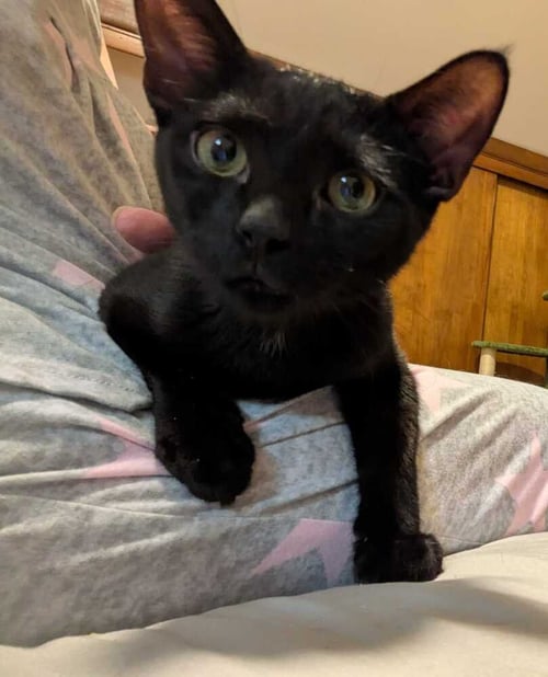 FRANKLIN - Domestic Short Hair for adoption in Edison
