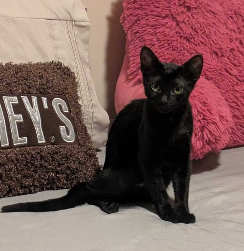 FRANKLIN - Domestic Short Hair available for adoption