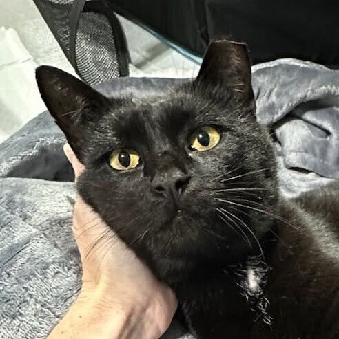 ABERDEEN - Domestic Short Hair available for adoption