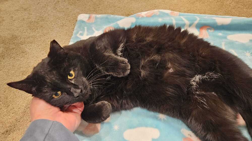 ABERDEEN - Domestic Short Hair available for adoption