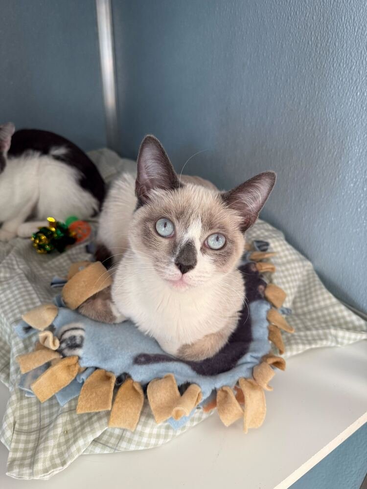 BEE - Domestic Short Hair available for adoption