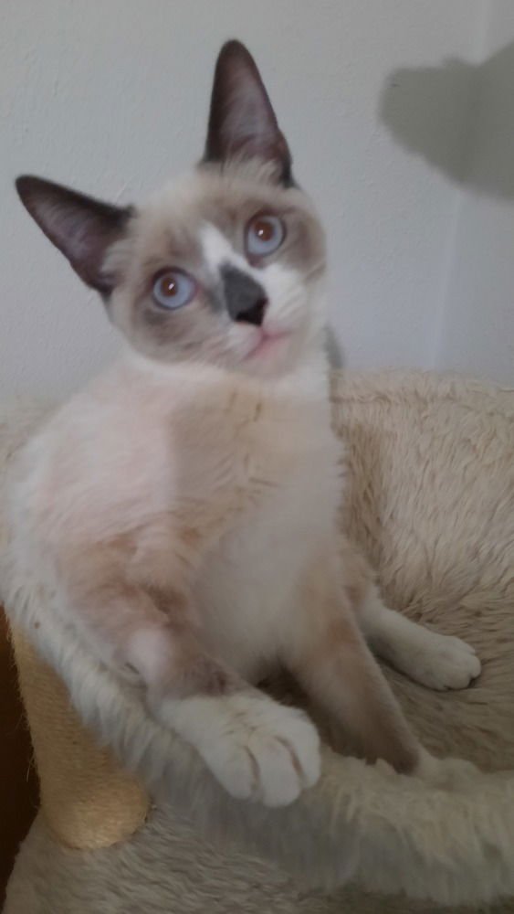 BEE - Domestic Short Hair available for adoption