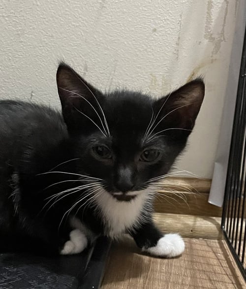 SMUDGE - Domestic Short Hair available for adoption