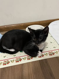 Smudge - Photo 3