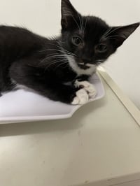Smudge - Photo 4