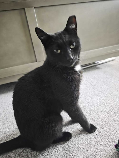SLINKY - Domestic Short Hair available for adoption