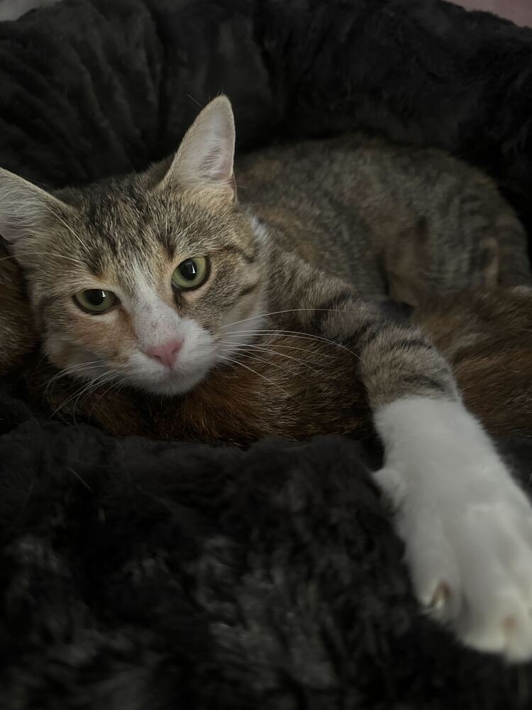 ALYCE - Domestic Short Hair available for adoption