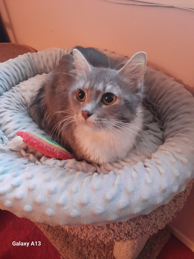 ASTRA - Domestic Medium Hair available for adoption