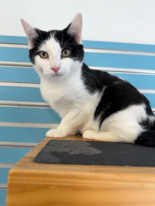 TURBO - Domestic Short Hair for adoption in Edison