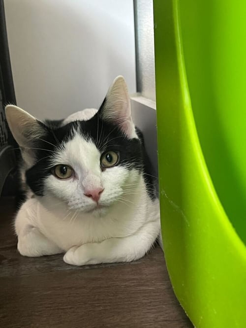 TURBO - Domestic Short Hair available for adoption