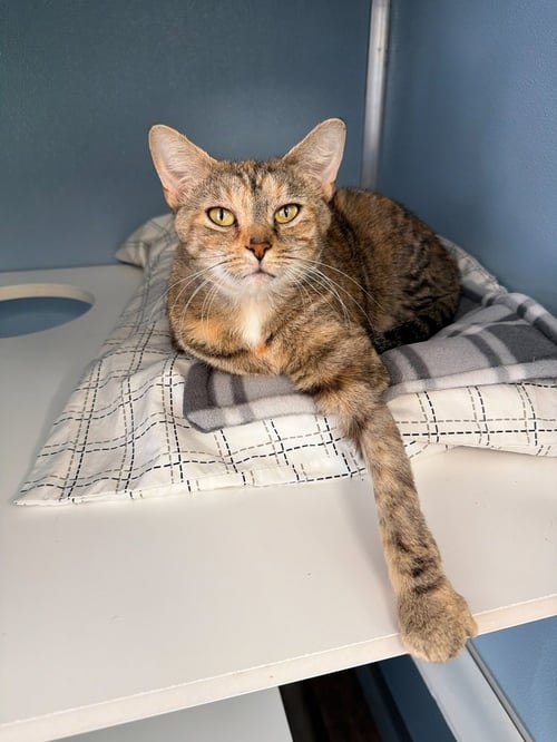SANSA - Domestic Short Hair / Domestic Short Hair for adoption in Edison