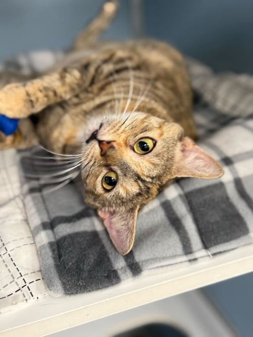 SANSA - Domestic Short Hair / Domestic Short Hair available for adoption