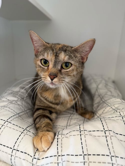 SANSA - Domestic Short Hair / Domestic Short Hair for adoption in Edison