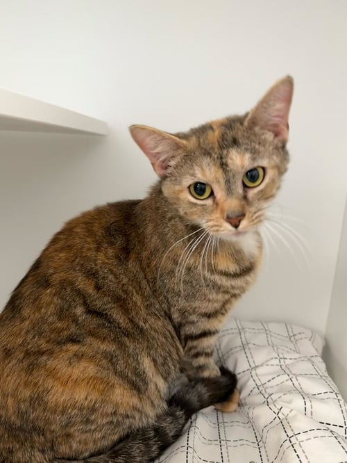 SANSA - Domestic Short Hair / Domestic Short Hair available for adoption