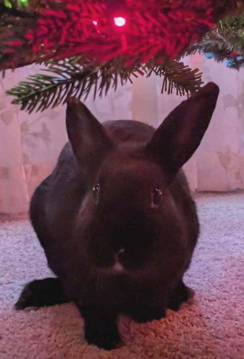 SAMMY - Bunny Rabbit available for adoption