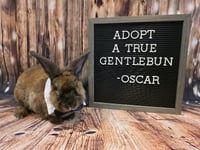 Oscar - Photo 1