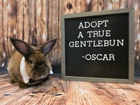 Oscar - Photo 2