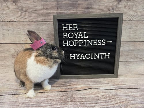 HYACINTH - Dutch / Harlequin available for adoption