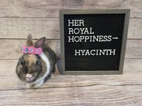 Hyacinth - Photo 2