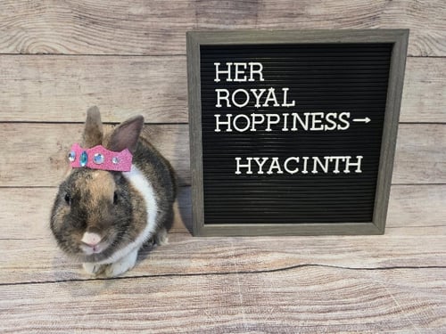 HYACINTH - Dutch / Harlequin available for adoption