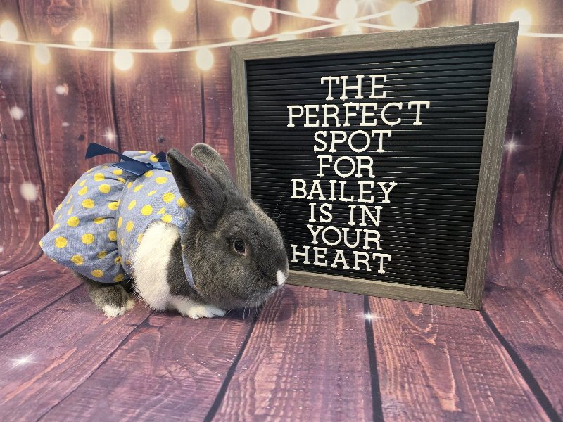 Bailey Image