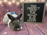 Bailey - Photo 2