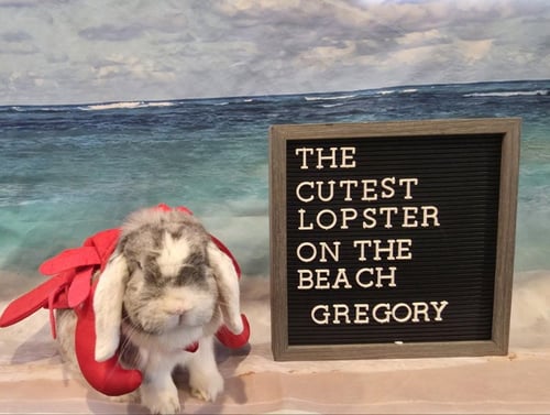 GREGORY - Mini Lop available for adoption