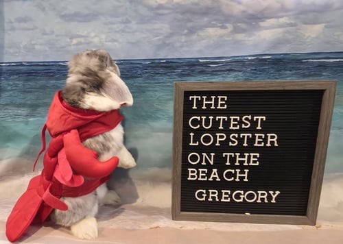 GREGORY - Mini Lop available for adoption
