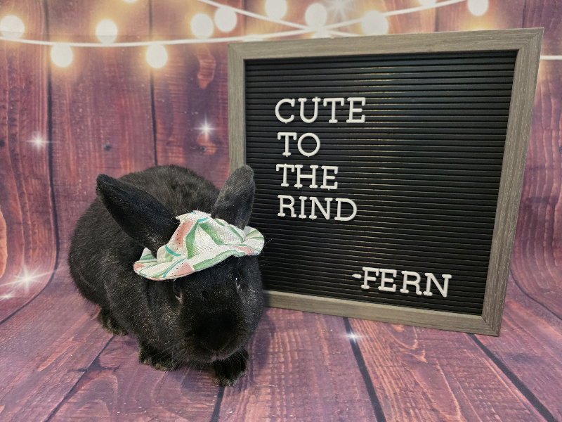 Fern Image