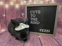 Fern - Photo 1