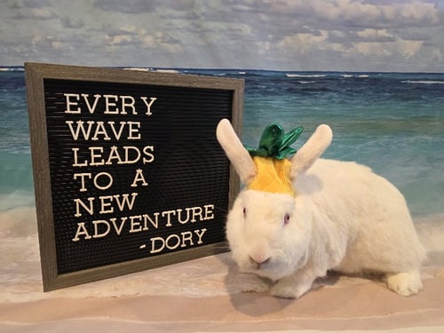 DORY - Florida White available for adoption