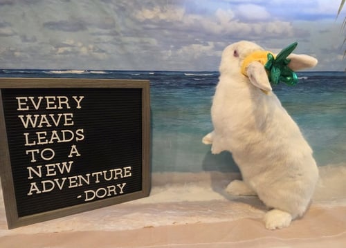 DORY - Florida White available for adoption