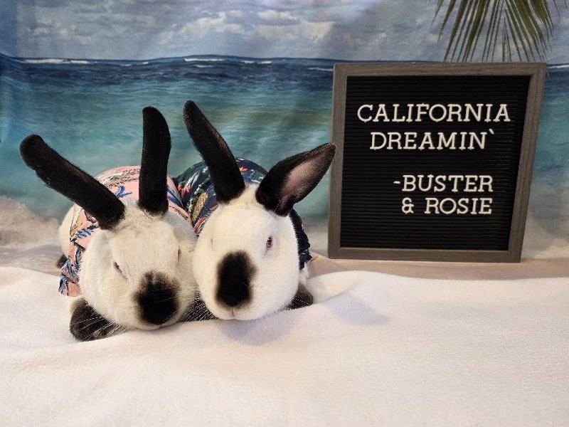 BUSTER - Californian available for adoption