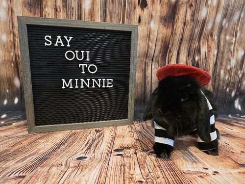 MINNIE - Mini Lop available for adoption